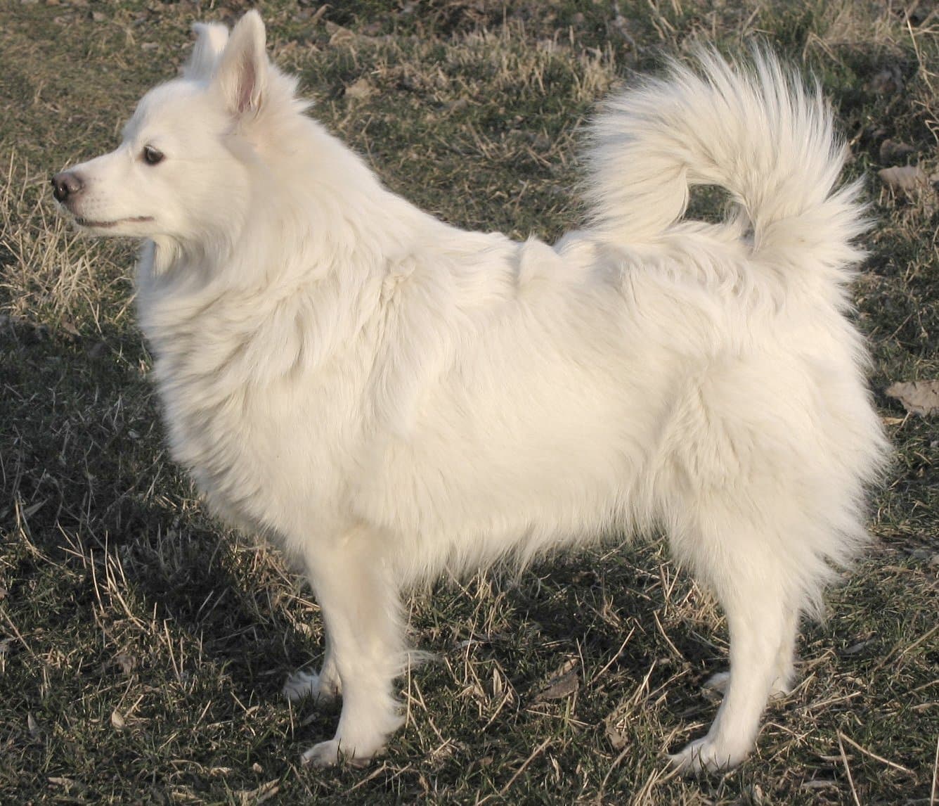 Pomeranian (Zwergspitz)