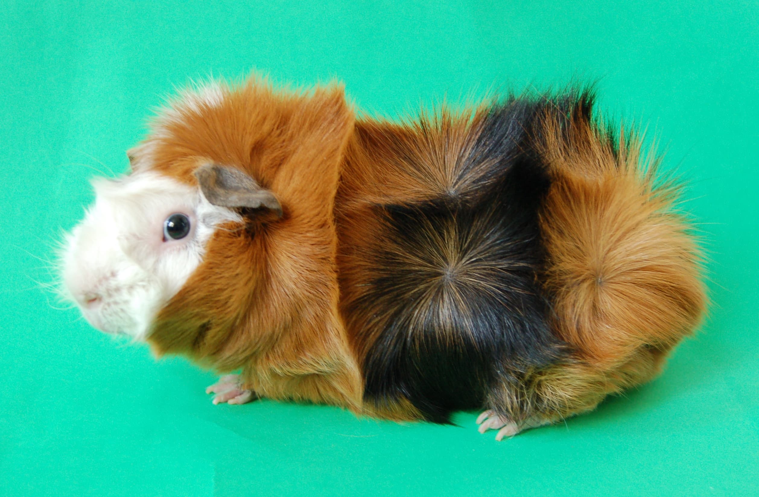 Rosetten-Meerschweinchen